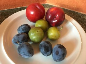 prunes and plums