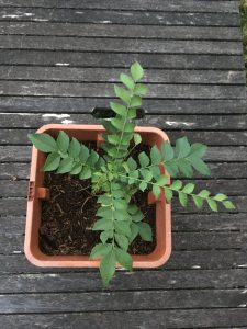 Curryleaves plant