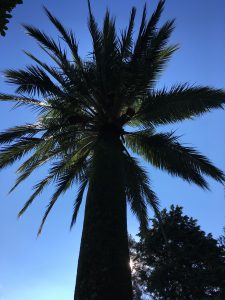 palmtree on island of Brissago