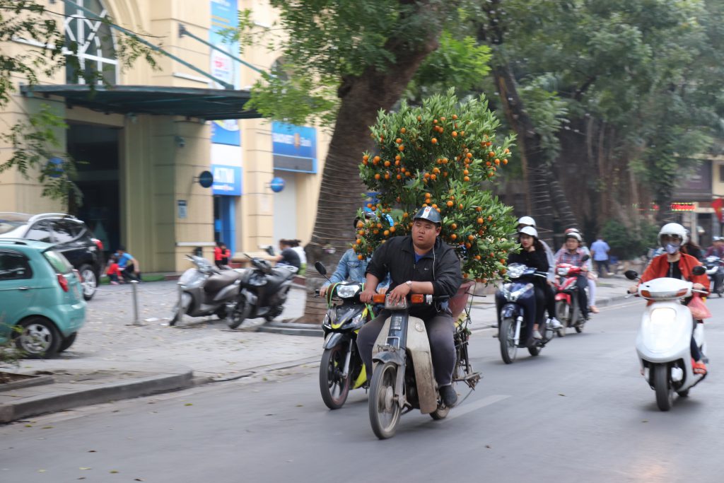 Scooter mit Kumquatbäumchen