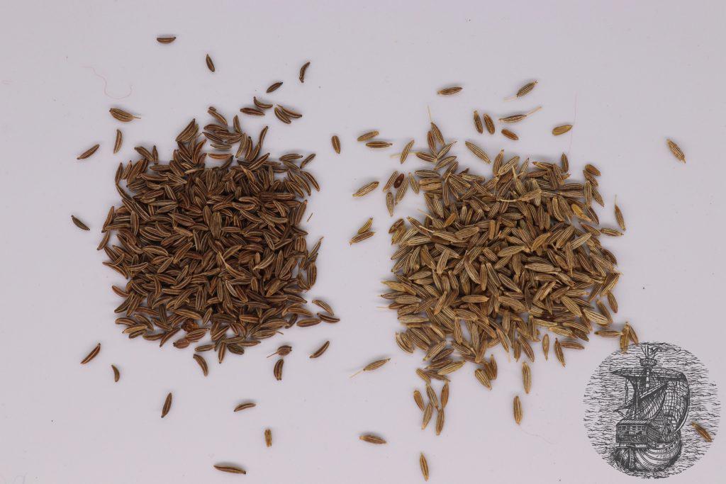 caraway on the left , cumin on the right
