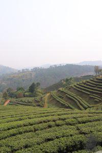 Oolong tea garden