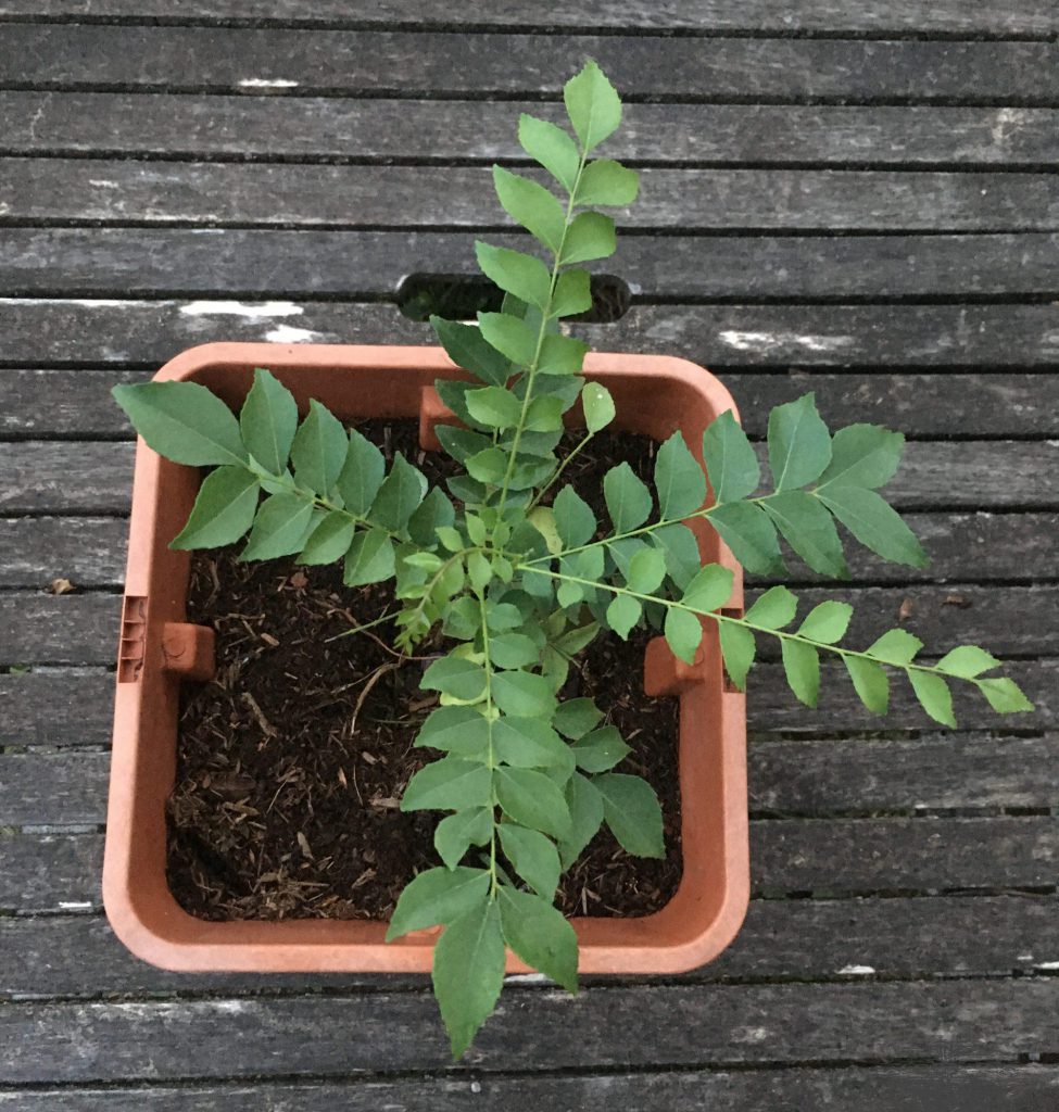 Curry leave plant