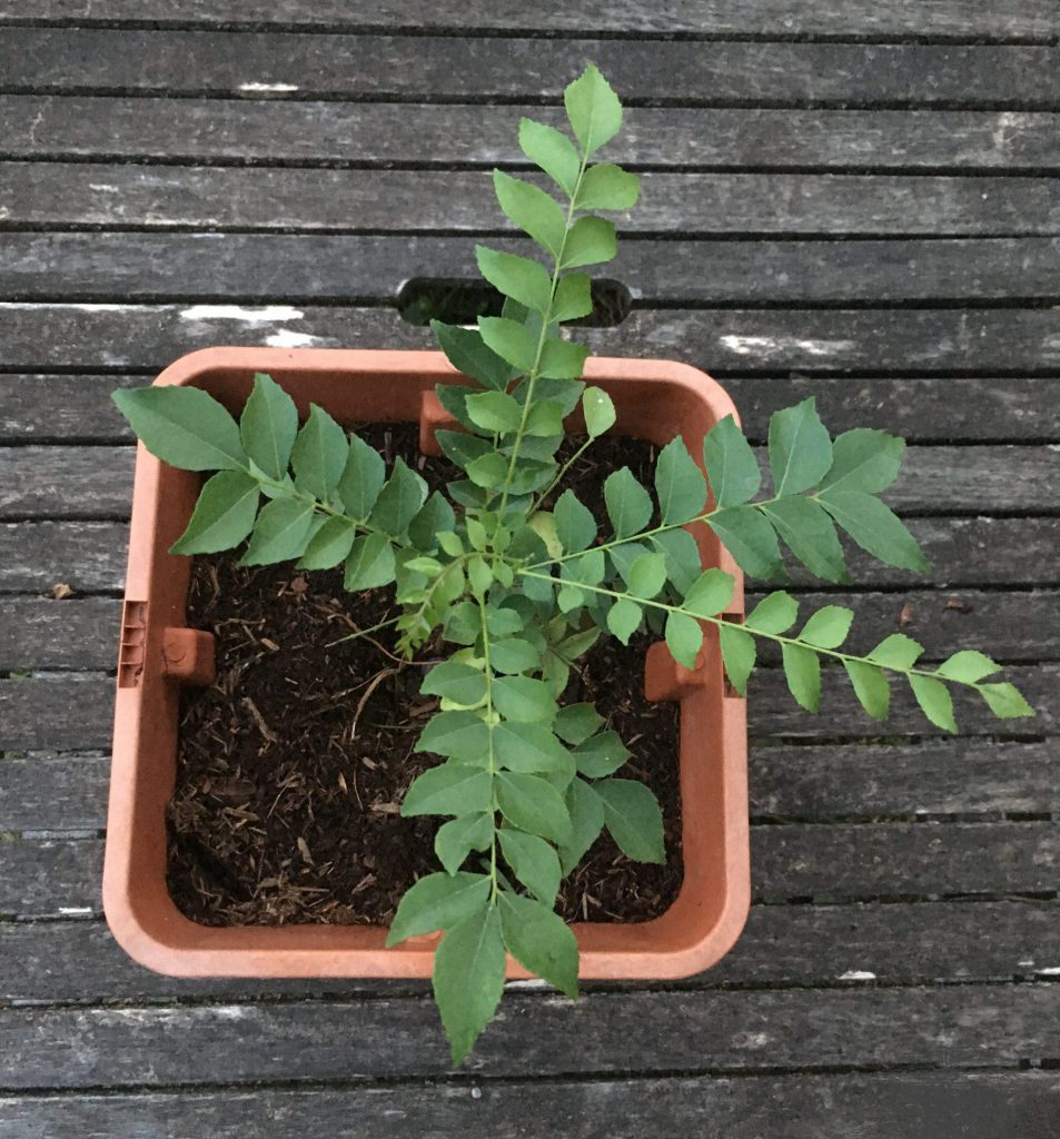 Curry-leave plant